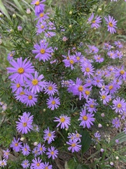 Felicia fruticosa, photograph (c) Cricket Raspet, some rights reserved (CC BY)