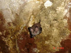 Chrotopterus auritus