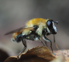 Criorhina floccosa