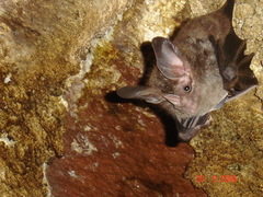 Chrotopterus auritus
