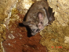 Chrotopterus auritus