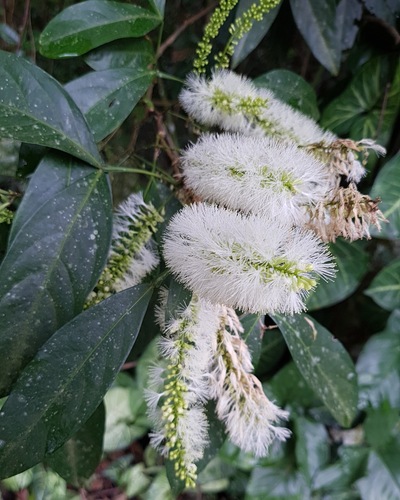 Guabilla