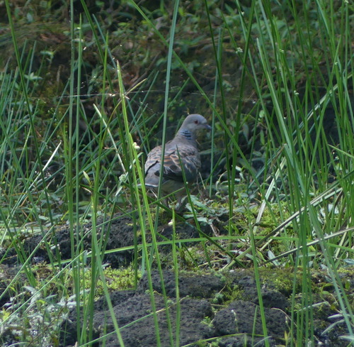 Oriental Turtle-Dove