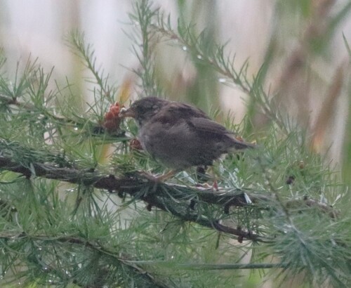 Song Sparrow