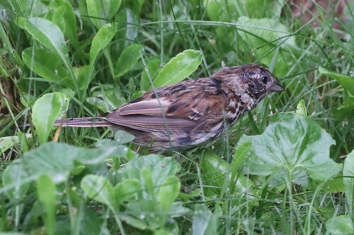 Song Sparrow