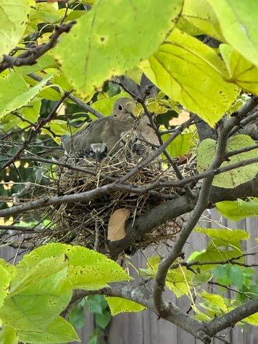White-winged Dove