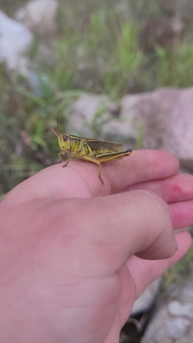Two-striped Grasshopper