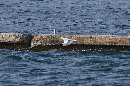 iNaturalist image