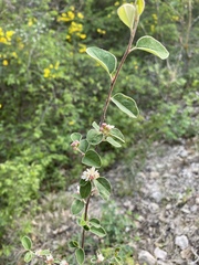 Cotoneaster tauricus