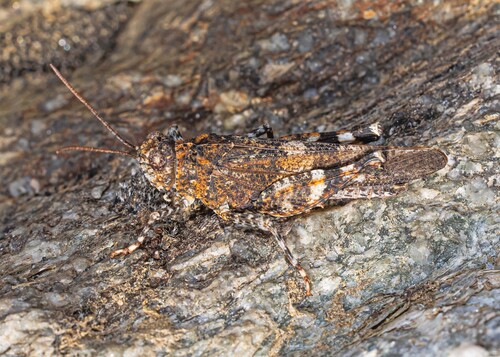 Red-winged Grasshopper