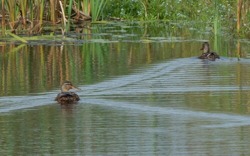 iNaturalist image