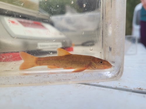 Longnose Dace