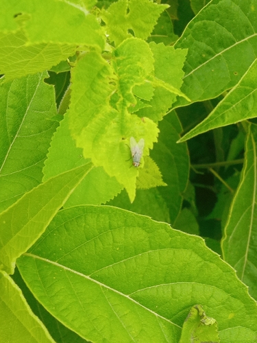 Common House Fly
