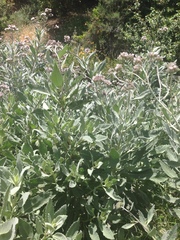 Eriodictyon traskiae smithii