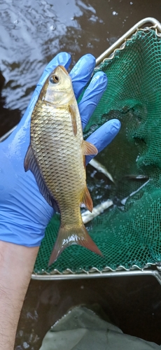 European Carp