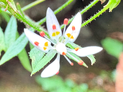 Micranthes petiolaris, photograph (c) tzeducation, some rights reserved (CC BY)