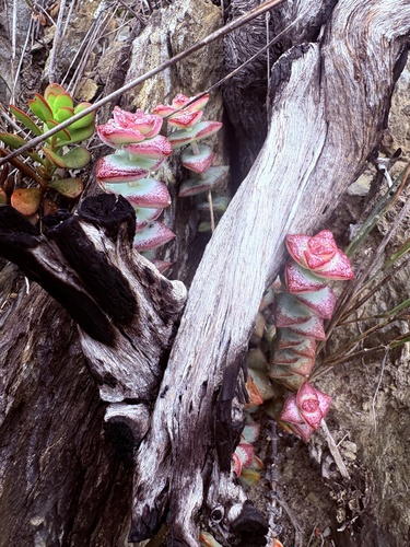 Crassula perforata