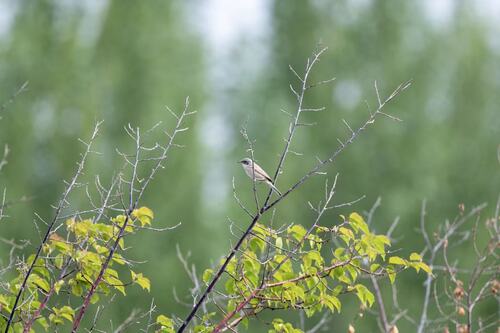 Lesser Whitethroat