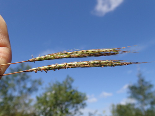 Bothriochloa macra, photograph 4