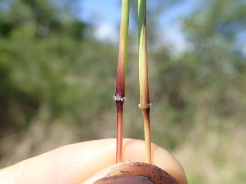 Bothriochloa macra, photograph 6