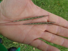 Bothriochloa macra