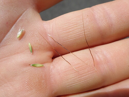Bothriochloa macra, photograph 5