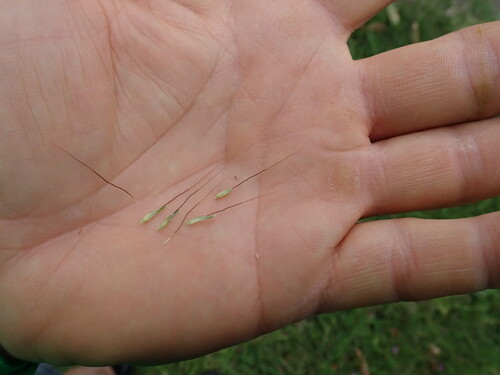 Bothriochloa macra, photograph 1