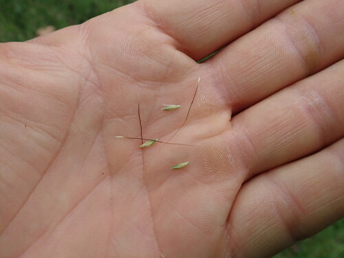 Bothriochloa macra, photograph 2