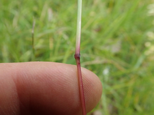 Bothriochloa macra, photograph 3