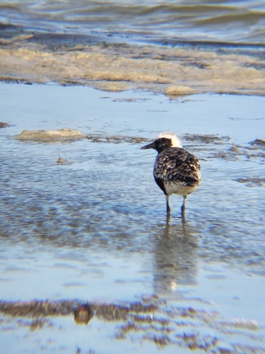 iNaturalist image
