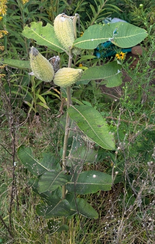 common milkweed