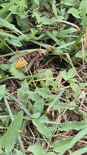 European Hornet