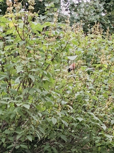 Eurasian Bullfinch