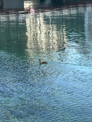 iNaturalist image