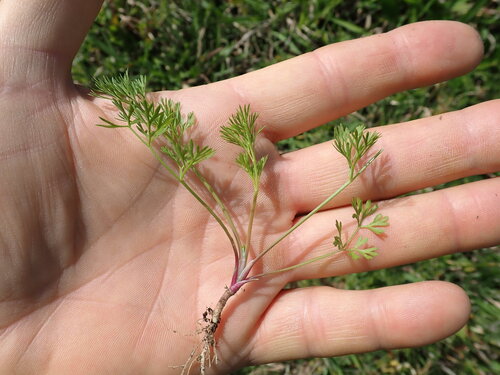 Cyclospermum leptophyllum, photograph 3