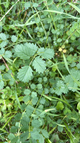 Salad Burnet