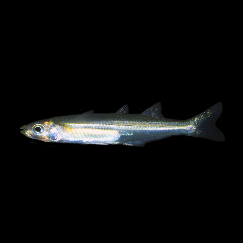 Atlantic Silverside