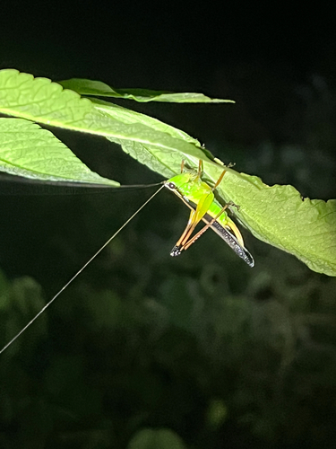 Black-kneed Meadow Katydid