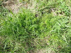 Cyclospermum leptophyllum, photograph author not stated, no rights reserved