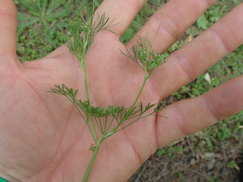 Cyclospermum leptophyllum