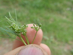 Cyclospermum leptophyllum, photograph author not stated, no rights reserved