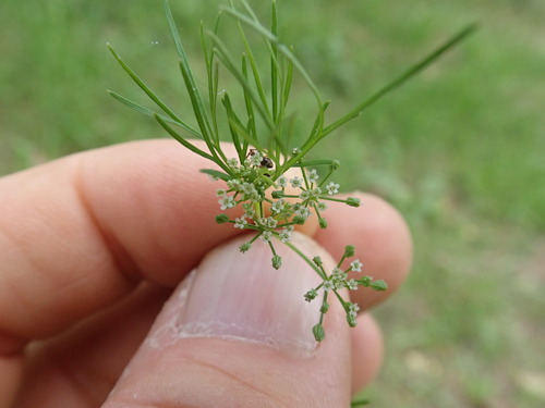 Cyclospermum leptophyllum, photograph 2