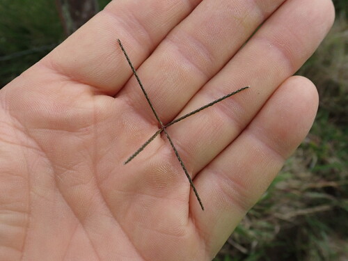 Bermuda Grass