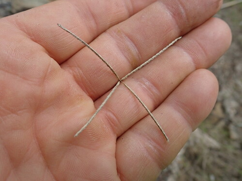 Bermuda Grass