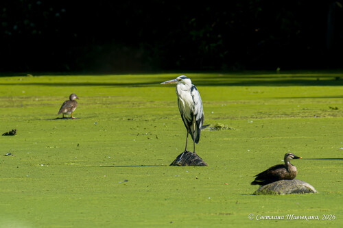 iNaturalist image