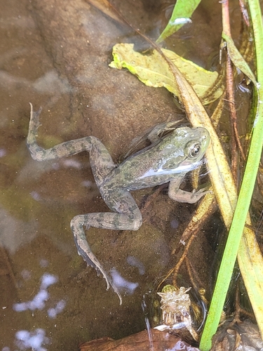 Green Frog