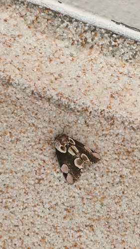 Peach Blossom Moth
