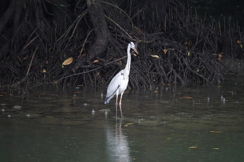 iNaturalist image