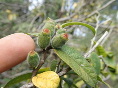 Ficus coronata, photograph author not stated, no rights reserved