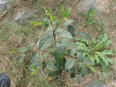 Ficus coronata, photograph author not stated, no rights reserved